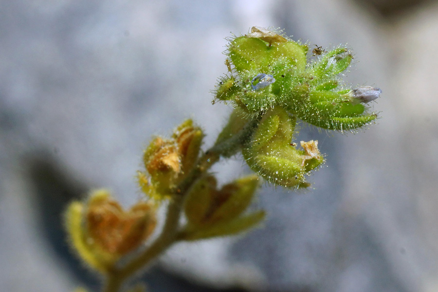 Veronica arvensis / Veronica dei campi